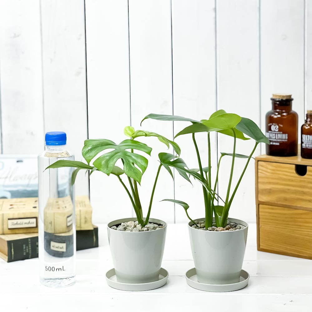 PLANCHU 観葉植物 モンステラ & ヒメモンステラ 2種セット 3.5号鉢 受け皿付き 育て方説明書付き
