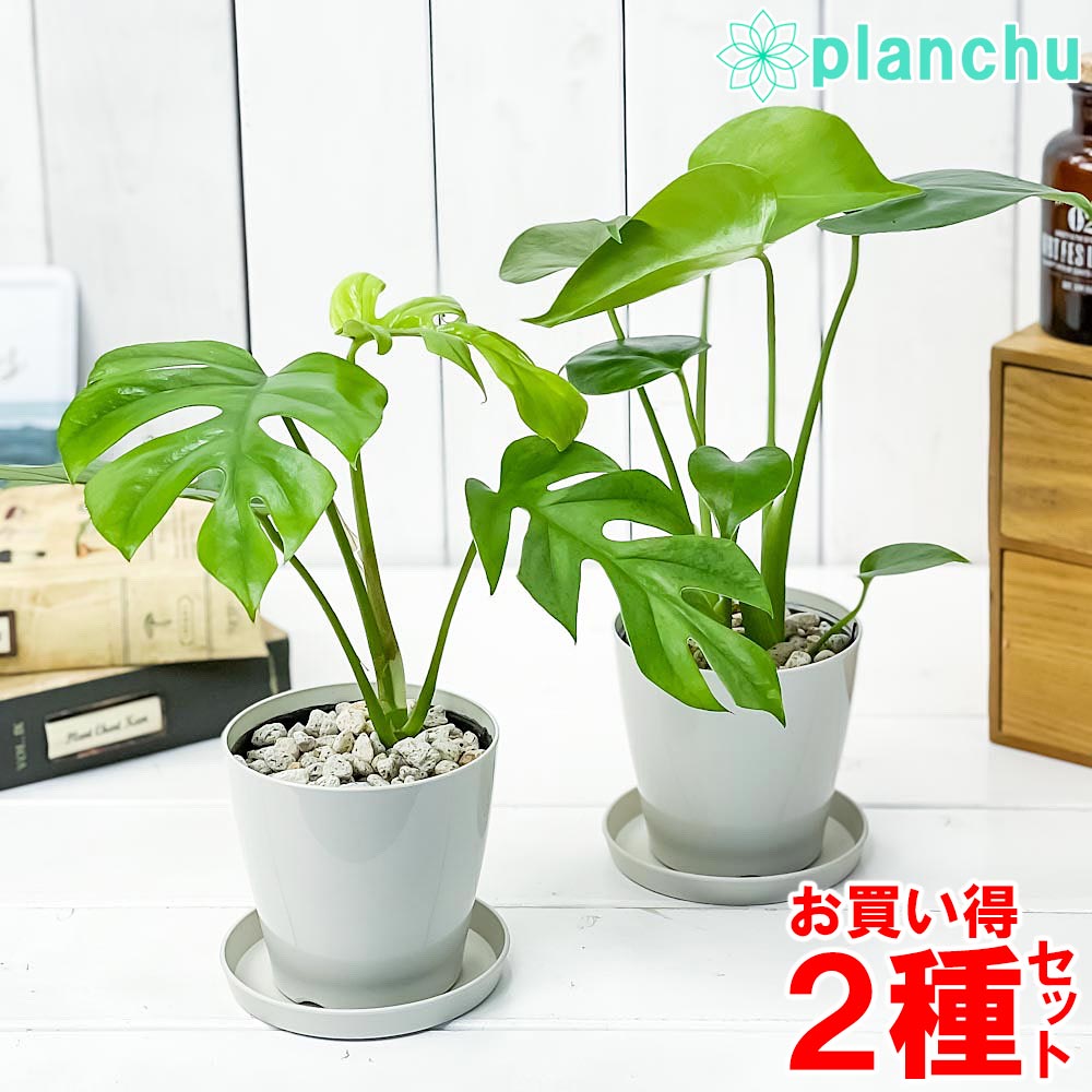 PLANCHU 観葉植物 モンステラ & ヒメモンステラ 2種セット 3.5号鉢 受け皿付き 育て方説明書付き