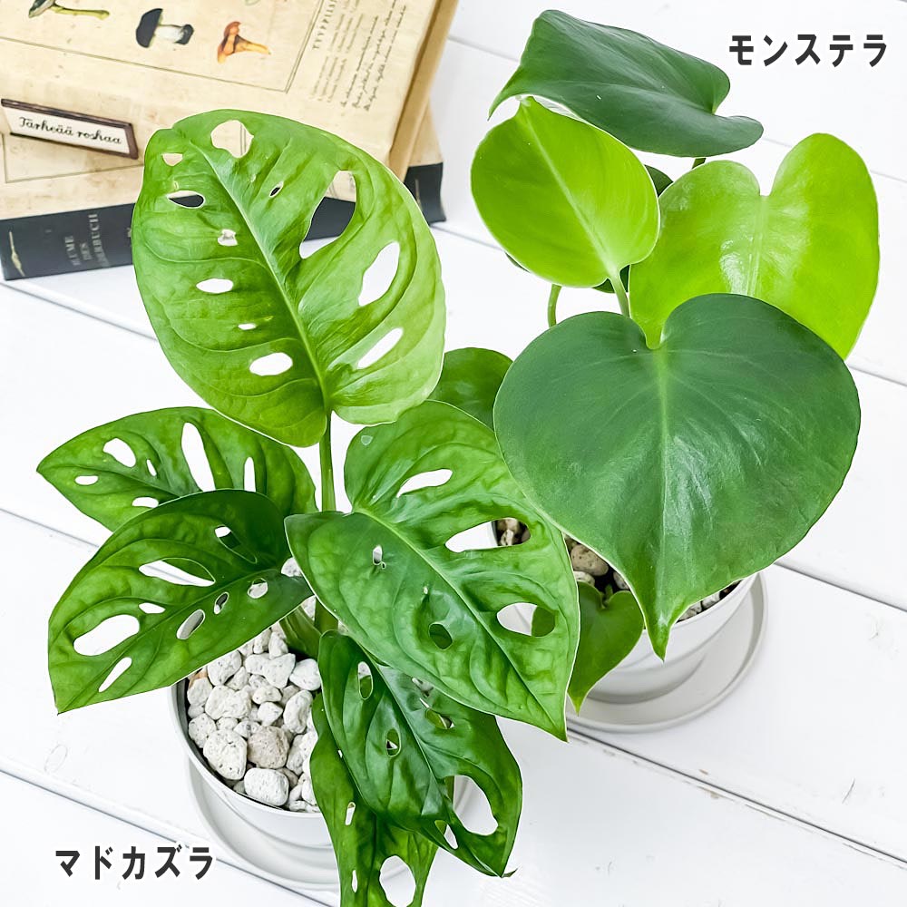 PLANCHU 観葉植物 モンステラ & マドカズラ 2種セット 3.5号鉢 受け皿付き 育て方説明書付き