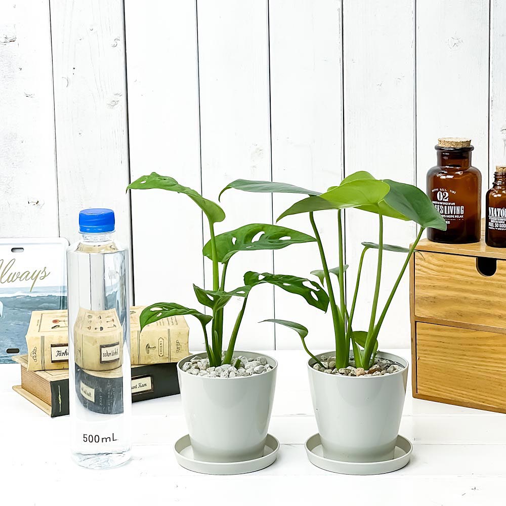 PLANCHU 観葉植物 モンステラ & マドカズラ 2種セット 3.5号鉢 受け皿付き 育て方説明書付き