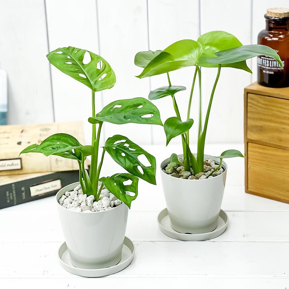 PLANCHU 観葉植物 モンステラ & マドカズラ 2種セット 3.5号鉢 受け皿付き 育て方説明書付き