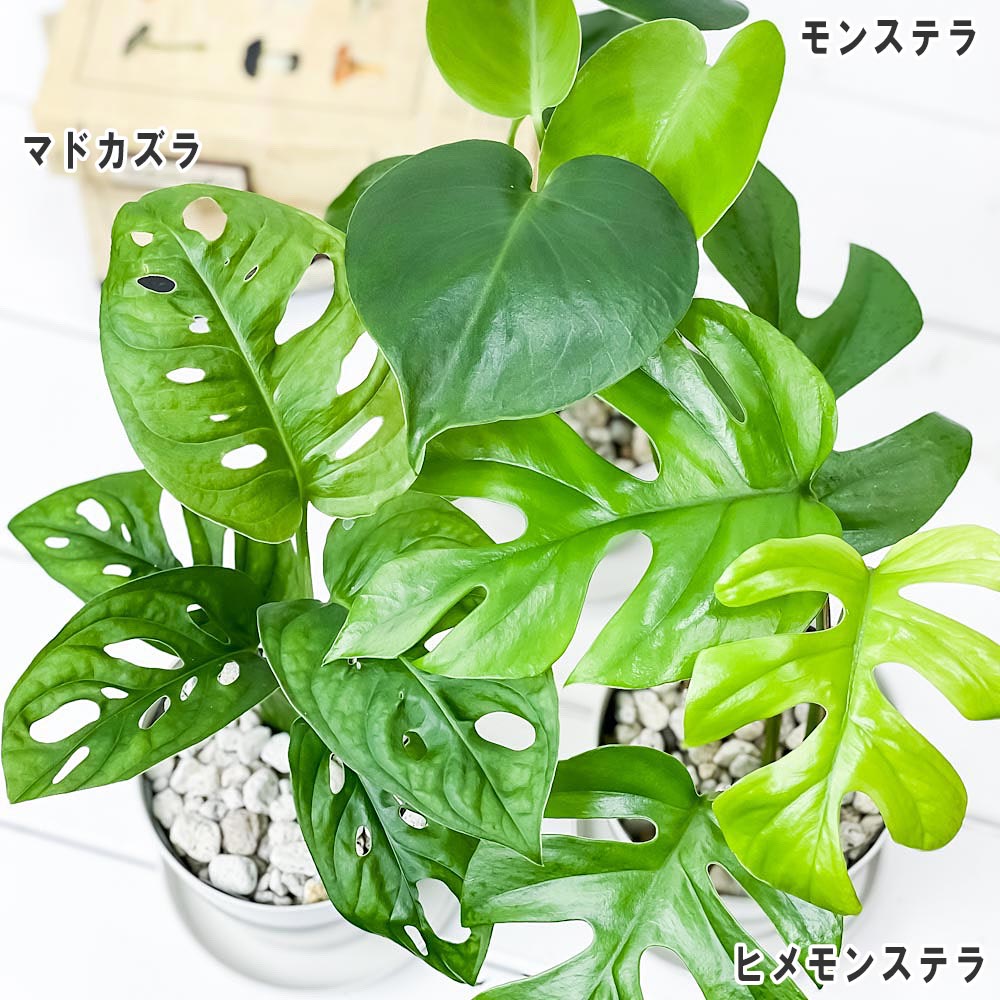 PLANCHU 観葉植物 モンステラ & ヒメモンステラ & マドカズラ 3種セット 3.5号鉢 受け皿付き 育て方説明書付き