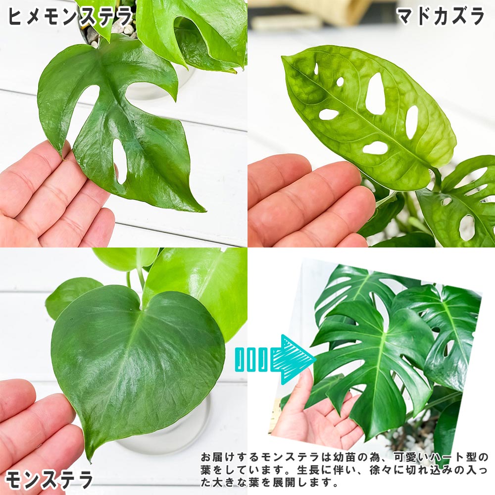 PLANCHU 観葉植物 モンステラ & ヒメモンステラ & マドカズラ 3種セット 3.5号鉢 受け皿付き 育て方説明書付き
