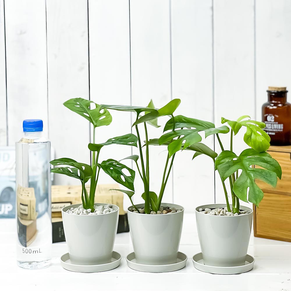 PLANCHU 観葉植物 モンステラ & ヒメモンステラ & マドカズラ 3種セット 3.5号鉢 受け皿付き 育て方説明書付き