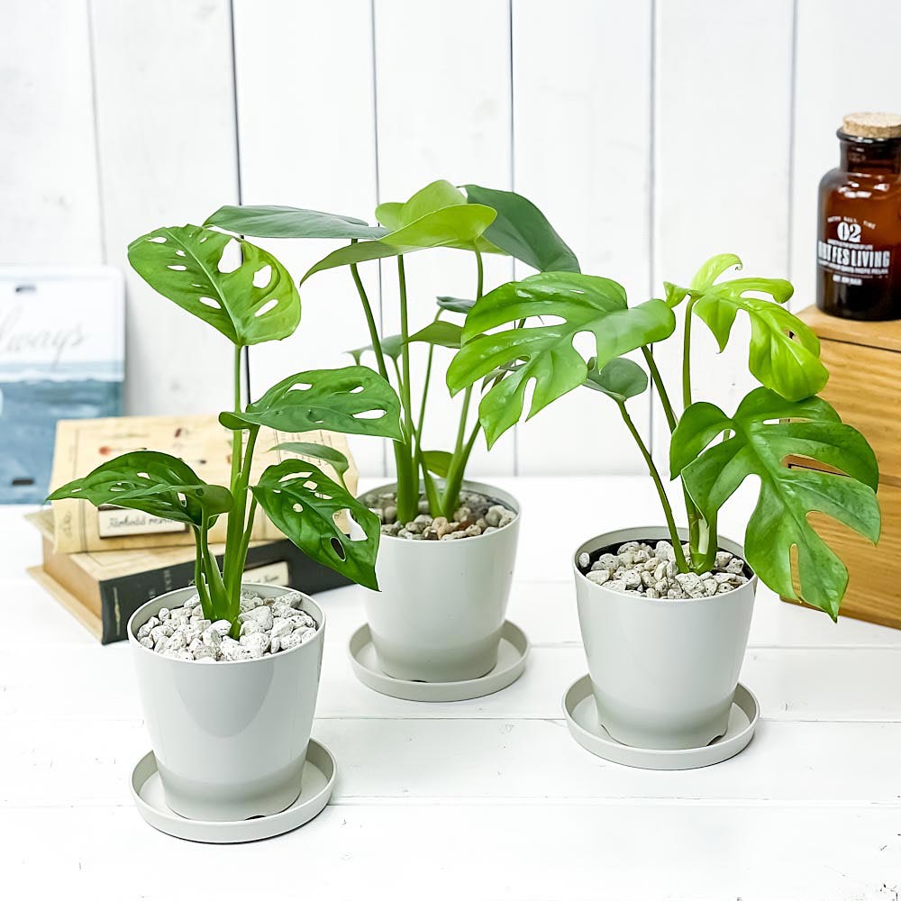 PLANCHU 観葉植物 モンステラ & ヒメモンステラ & マドカズラ 3種セット 3.5号鉢 受け皿付き 育て方説明書付き