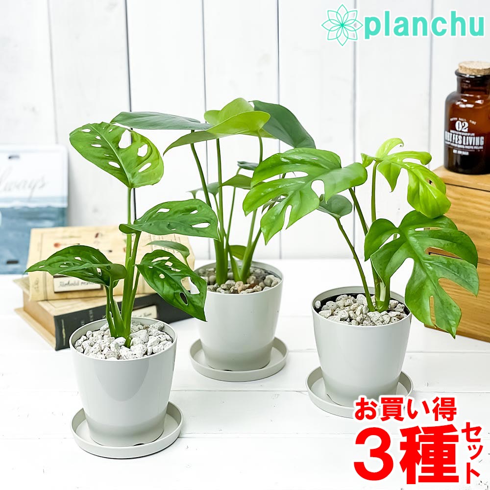 PLANCHU 観葉植物 モンステラ & ヒメモンステラ & マドカズラ 3種セット 3.5号鉢 受け皿付き 育て方説明書付き