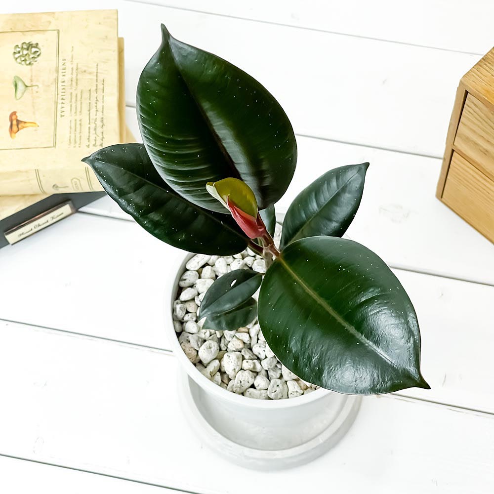 PLANCHU 観葉植物 フィカス バーガンディ 4号樹脂鉢 ホワイト サスティー付き 受け皿付き 育て方説明書付き Ficus elastica ‘Burgundy’ インドゴムノキ
