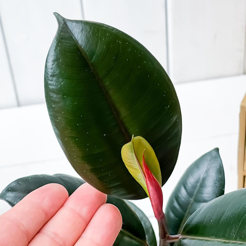 PLANCHU 観葉植物 フィカス バーガンディ 4号樹脂鉢 ホワイト サスティー付き 受け皿付き 育て方説明書付き Ficus elastica ‘Burgundy’ インドゴムノキ