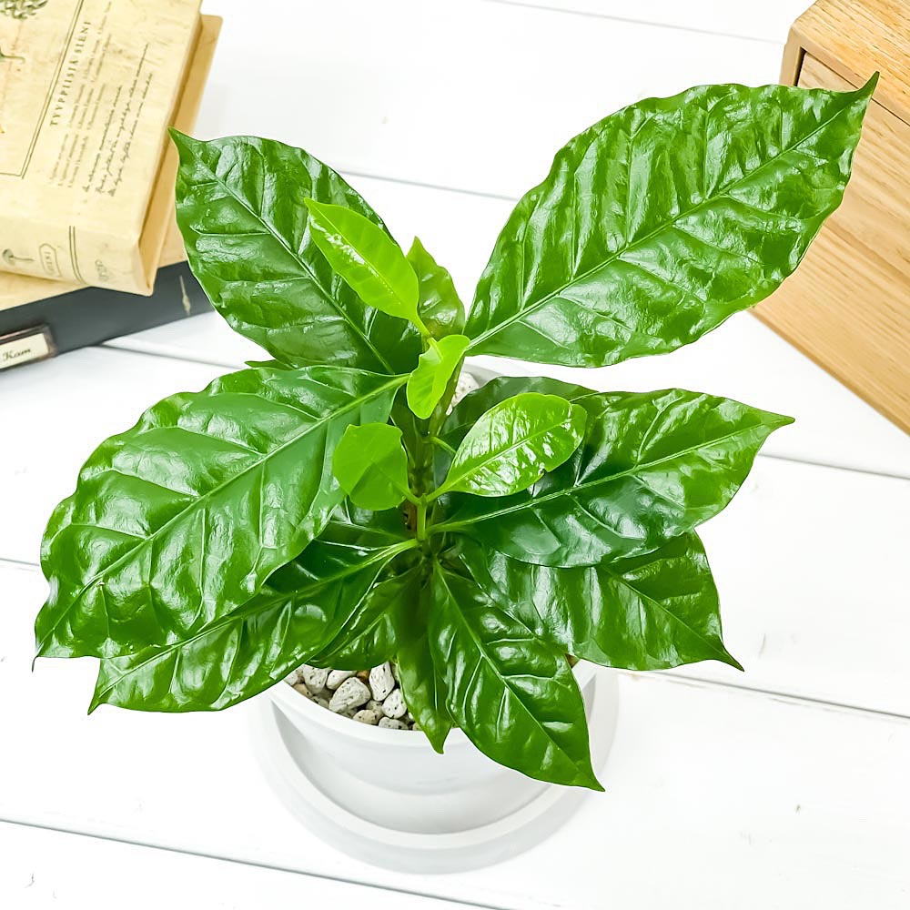 PLANCHU 観葉植物 コーヒーノキ アラビカ 4号樹脂鉢 ホワイト サスティー付き 受け皿付き 育て方説明書付き Coffea arabica コーヒーの木 珈琲の木 アラビカコーヒー