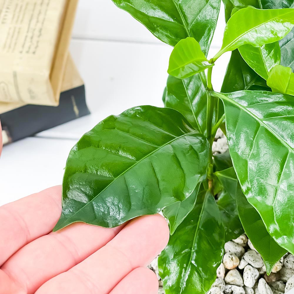 PLANCHU 観葉植物 コーヒーノキ アラビカ 4号樹脂鉢 ホワイト サスティー付き 受け皿付き 育て方説明書付き Coffea arabica コーヒーの木 珈琲の木 アラビカコーヒー