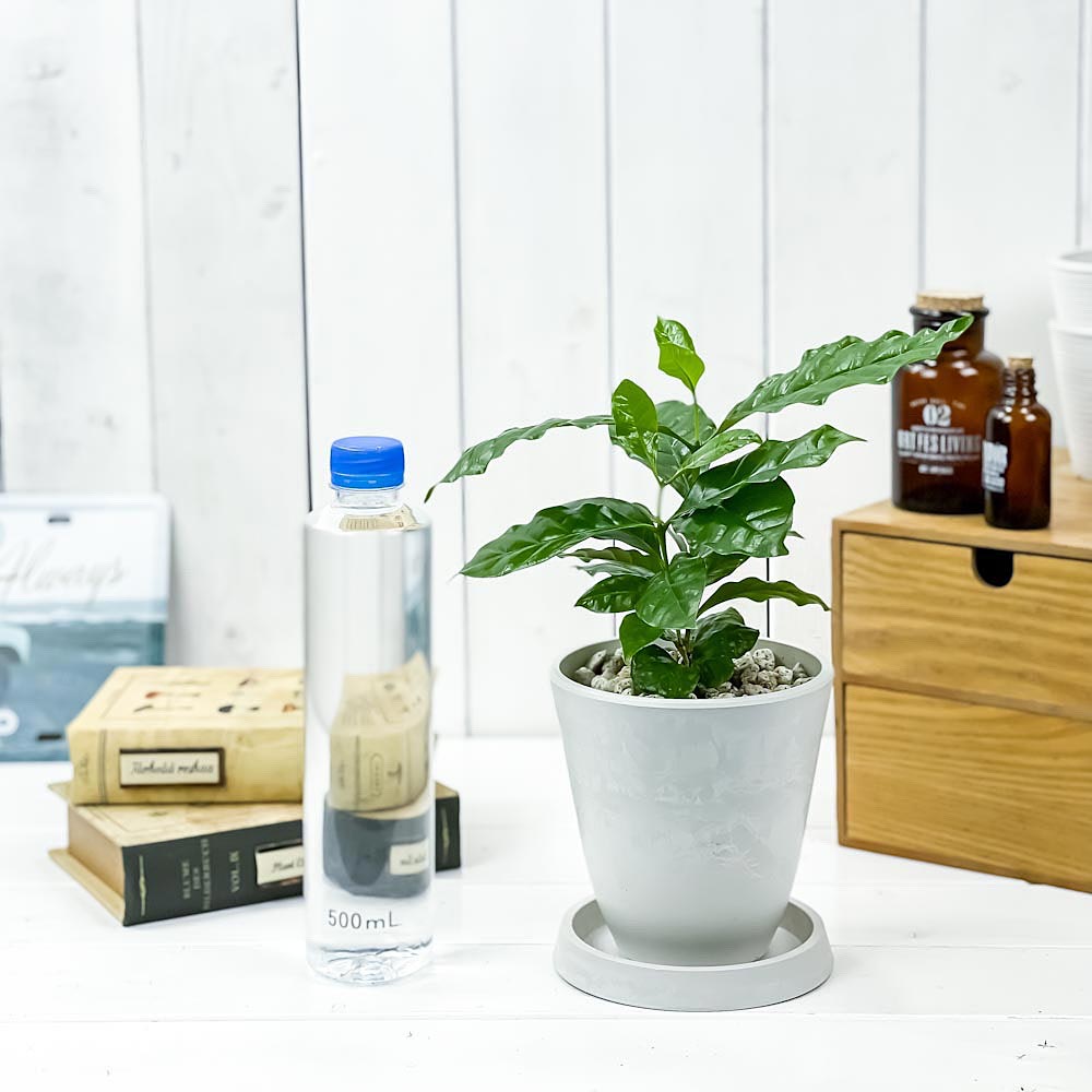 PLANCHU 観葉植物 コーヒーノキ アラビカ 4号樹脂鉢 ホワイト サスティー付き 受け皿付き 育て方説明書付き Coffea arabica コーヒーの木 珈琲の木 アラビカコーヒー