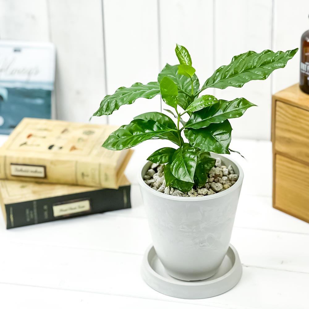 PLANCHU 観葉植物 コーヒーノキ アラビカ 4号樹脂鉢 ホワイト サスティー付き 受け皿付き 育て方説明書付き Coffea arabica コーヒーの木 珈琲の木 アラビカコーヒー