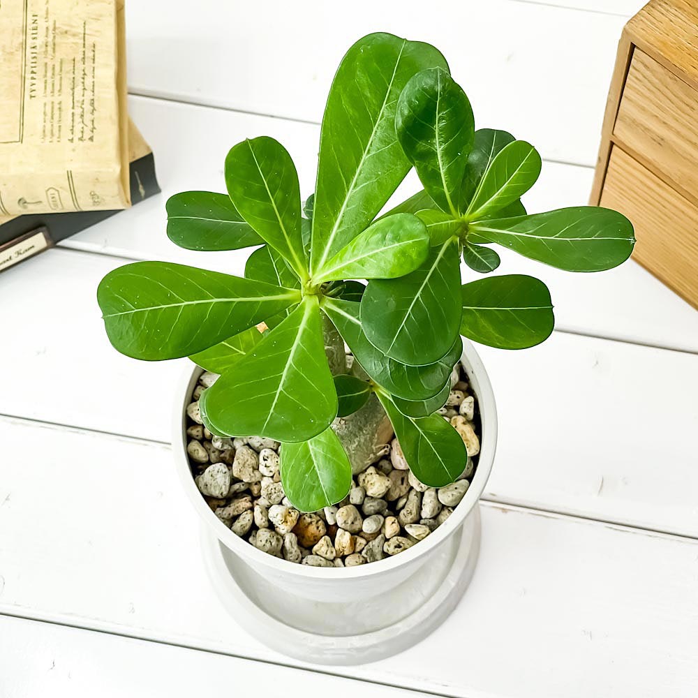PLANCHU 観葉植物 アデニウム 4号樹脂鉢 ホワイト サスティー付き 受け皿付き 育て方説明書付き Adenium コーデックス 塊根植物 多肉植物