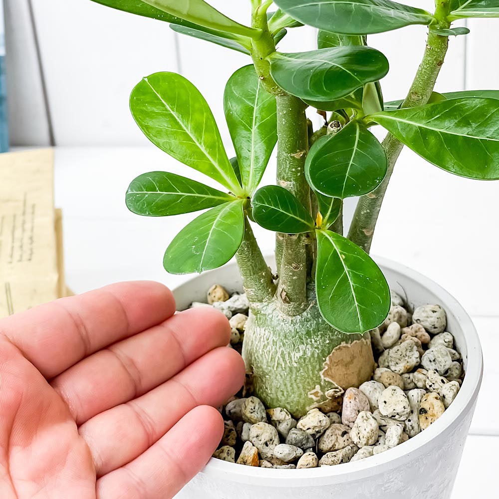 PLANCHU 観葉植物 アデニウム 4号樹脂鉢 ホワイト サスティー付き 受け皿付き 育て方説明書付き Adenium コーデックス 塊根植物 多肉植物