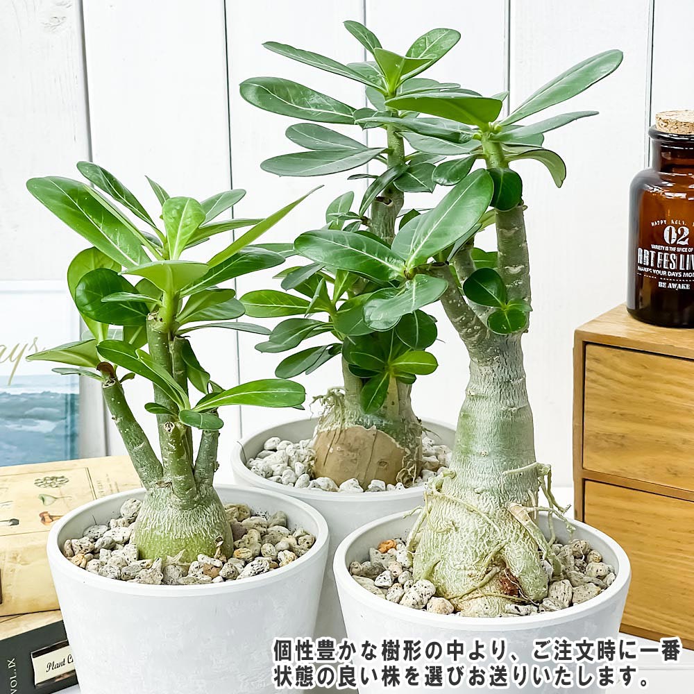 PLANCHU 観葉植物 アデニウム 4号樹脂鉢 ホワイト サスティー付き 受け皿付き 育て方説明書付き Adenium コーデックス 塊根植物 多肉植物