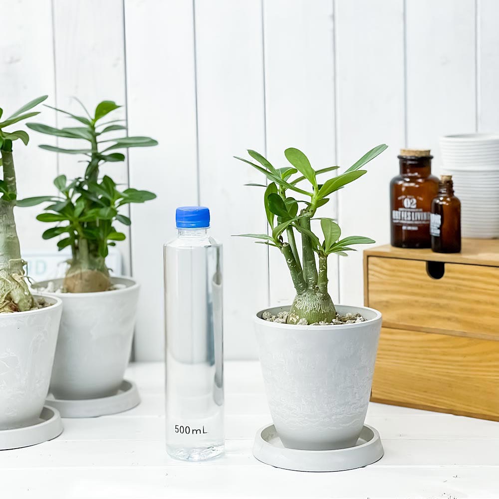PLANCHU 観葉植物 アデニウム 4号樹脂鉢 ホワイト サスティー付き 受け皿付き 育て方説明書付き Adenium コーデックス 塊根植物 多肉植物