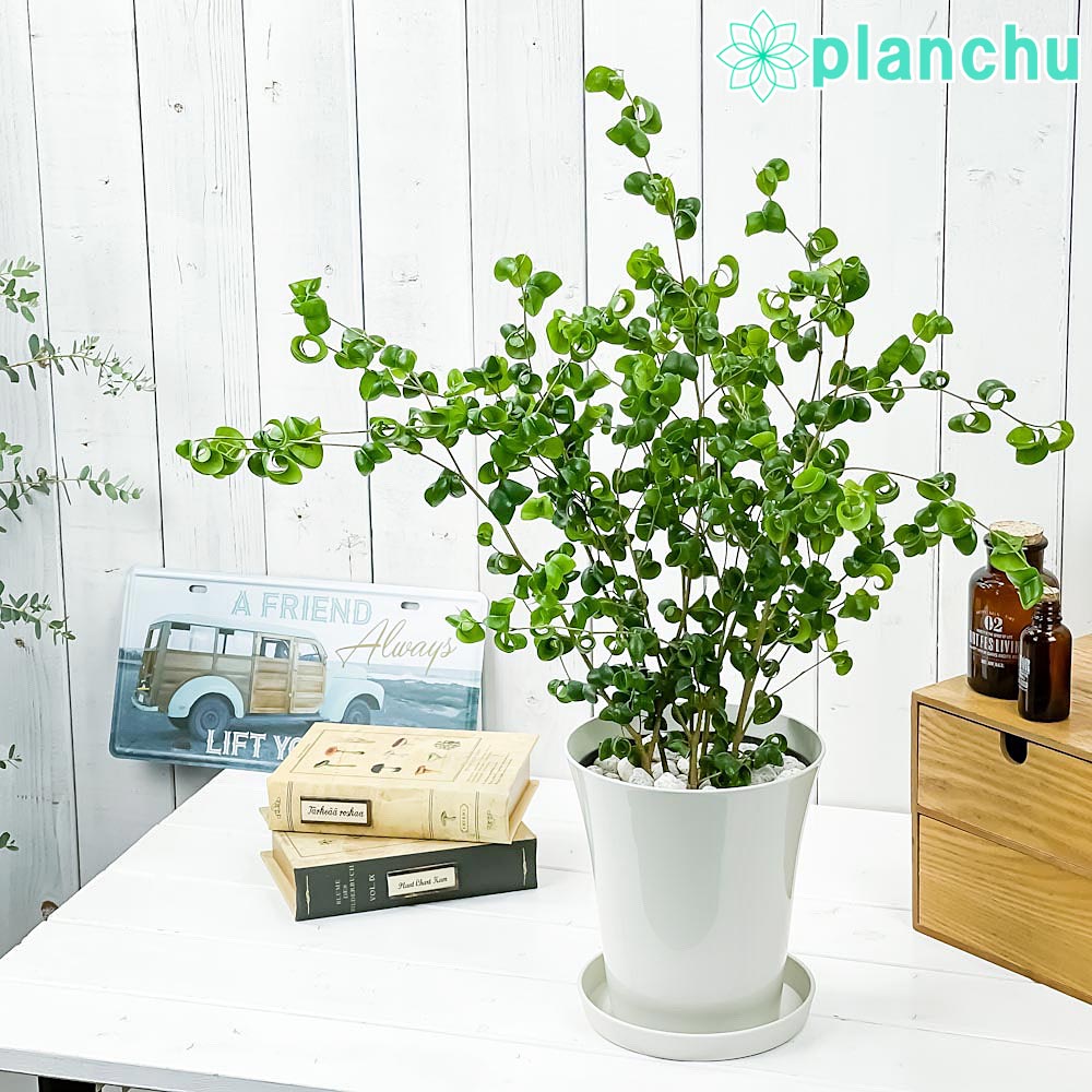 PLANCHU 観葉植物 フィカス ベンジャミン バロック 6号鉢 受け皿付き 育て方説明書付き Ficus benjamina ‘Barok’ 幸運を呼ぶ木 ゴムノキ ゴムの木