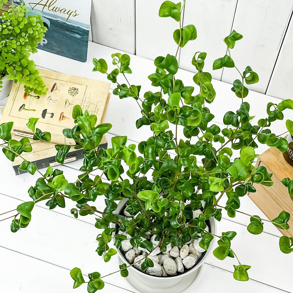 PLANCHU 観葉植物 フィカス ベンジャミン バロック 6号鉢 受け皿付き 育て方説明書付き Ficus benjamina ‘Barok’ 幸運を呼ぶ木 ゴムノキ ゴムの木