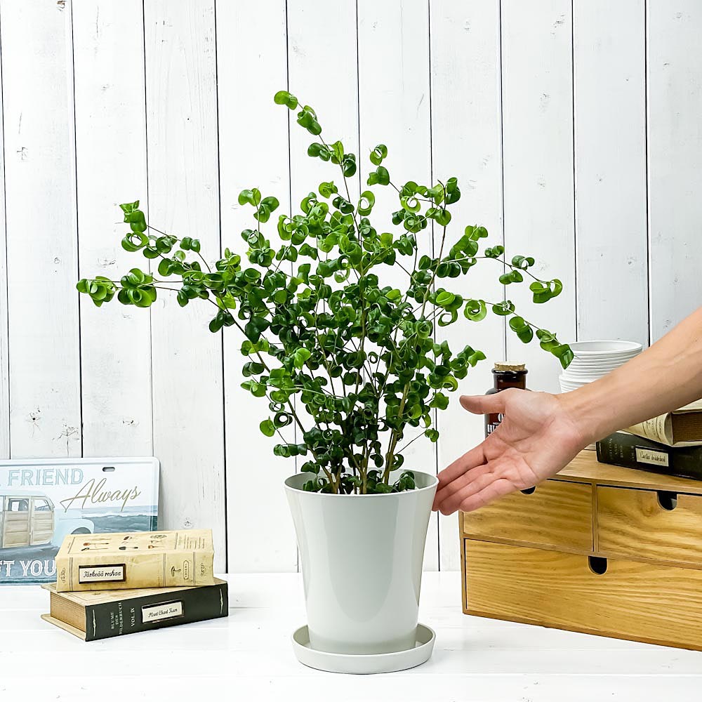 PLANCHU 観葉植物 フィカス ベンジャミン バロック 6号鉢 受け皿付き 育て方説明書付き Ficus benjamina ‘Barok’ 幸運を呼ぶ木 ゴムノキ ゴムの木