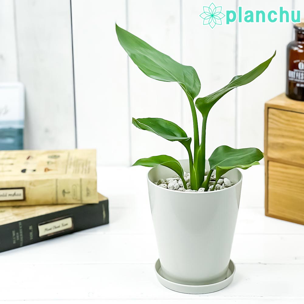 PLANCHU 観葉植物 ストレリチア レギネ 4号鉢 受け皿付き 育て方説明書