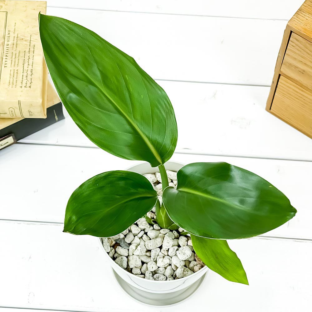 PLANCHU 観葉植物 ストレリチア レギネ 4号鉢 受け皿付き 育て方説明書付き Strelitzia reginae 極楽鳥花