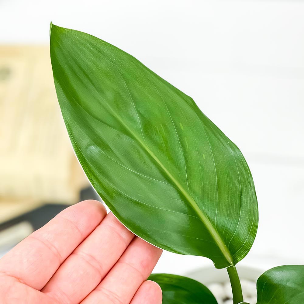 PLANCHU 観葉植物 ストレリチア レギネ 4号鉢 受け皿付き 育て方説明書付き Strelitzia reginae 極楽鳥花