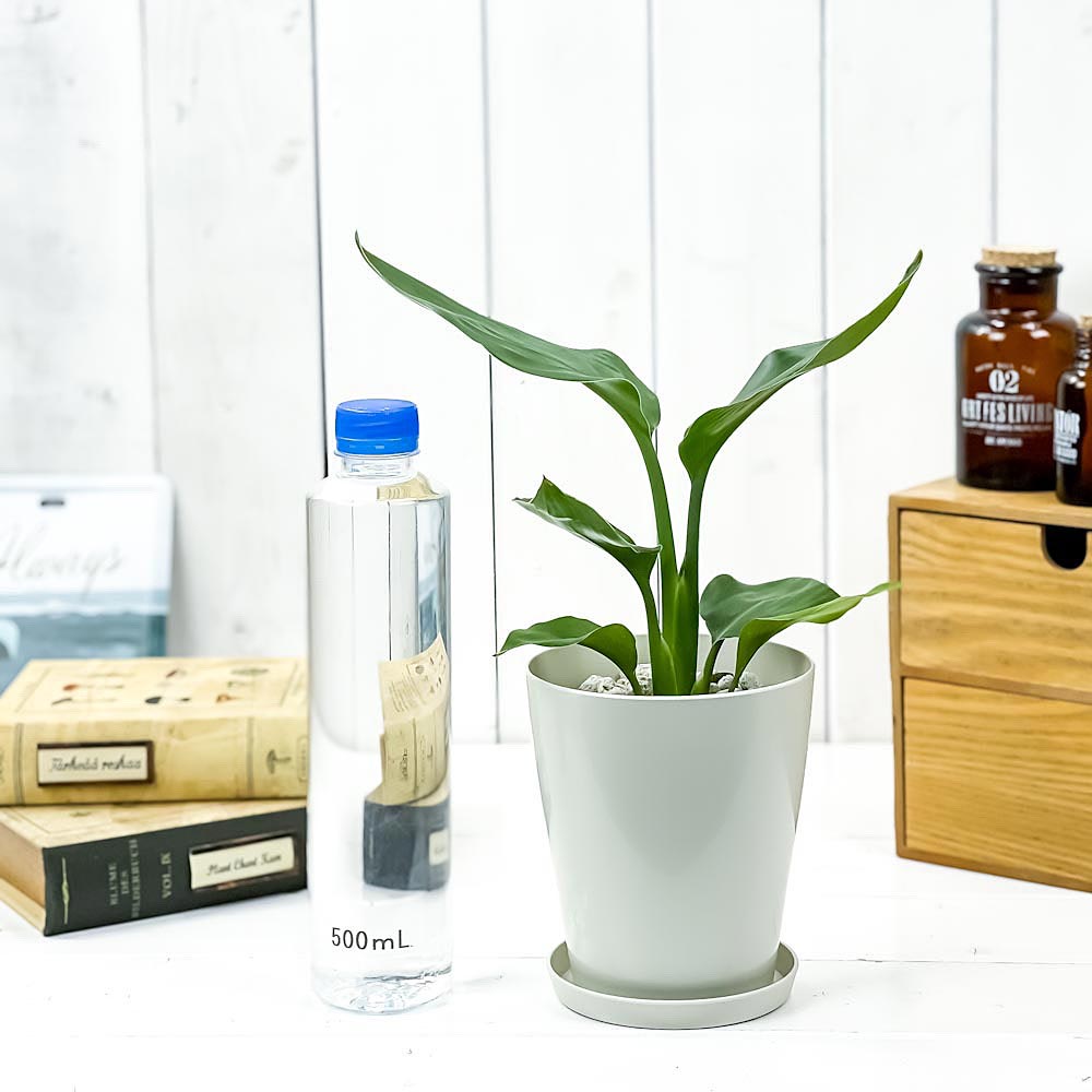 PLANCHU 観葉植物 ストレリチア レギネ 4号鉢 受け皿付き 育て方説明書付き Strelitzia reginae 極楽鳥花