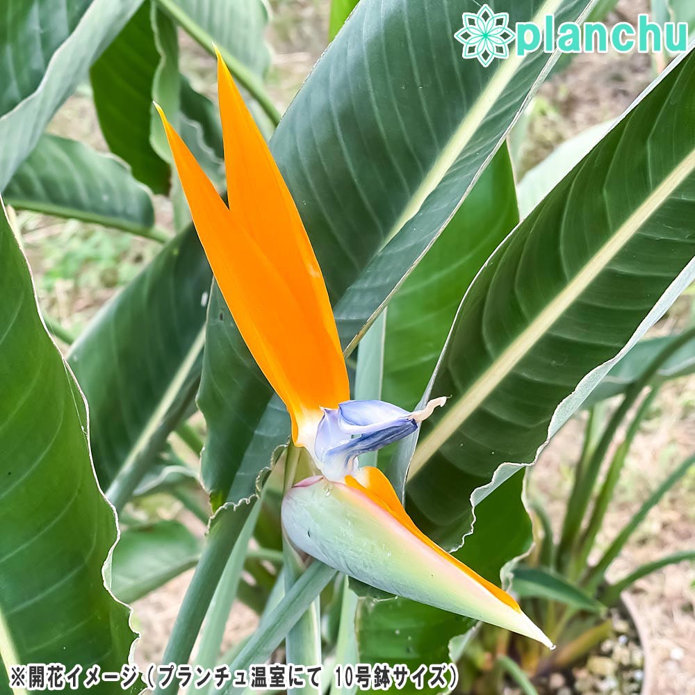 PLANCHU 観葉植物 ストレリチア レギネ 4号鉢 受け皿付き 育て方説明書付き Strelitzia reginae 極楽鳥花