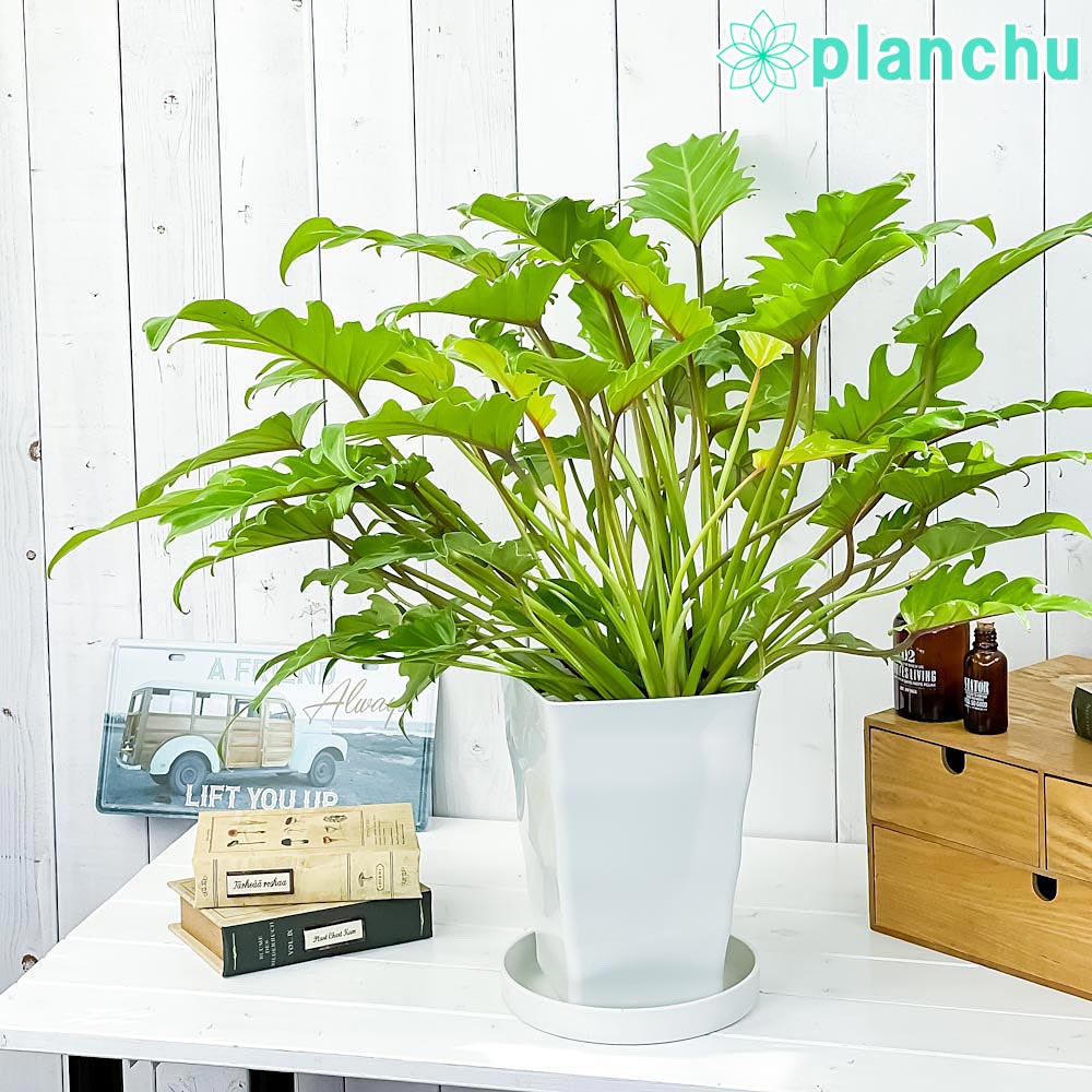 PLANCHU 観葉植物 フィロデンドロン ザナドゥ ライム 7号鉢 受け皿付き 育て方説明書付き Philodendron xanadu cv. クッカバラ アロイド