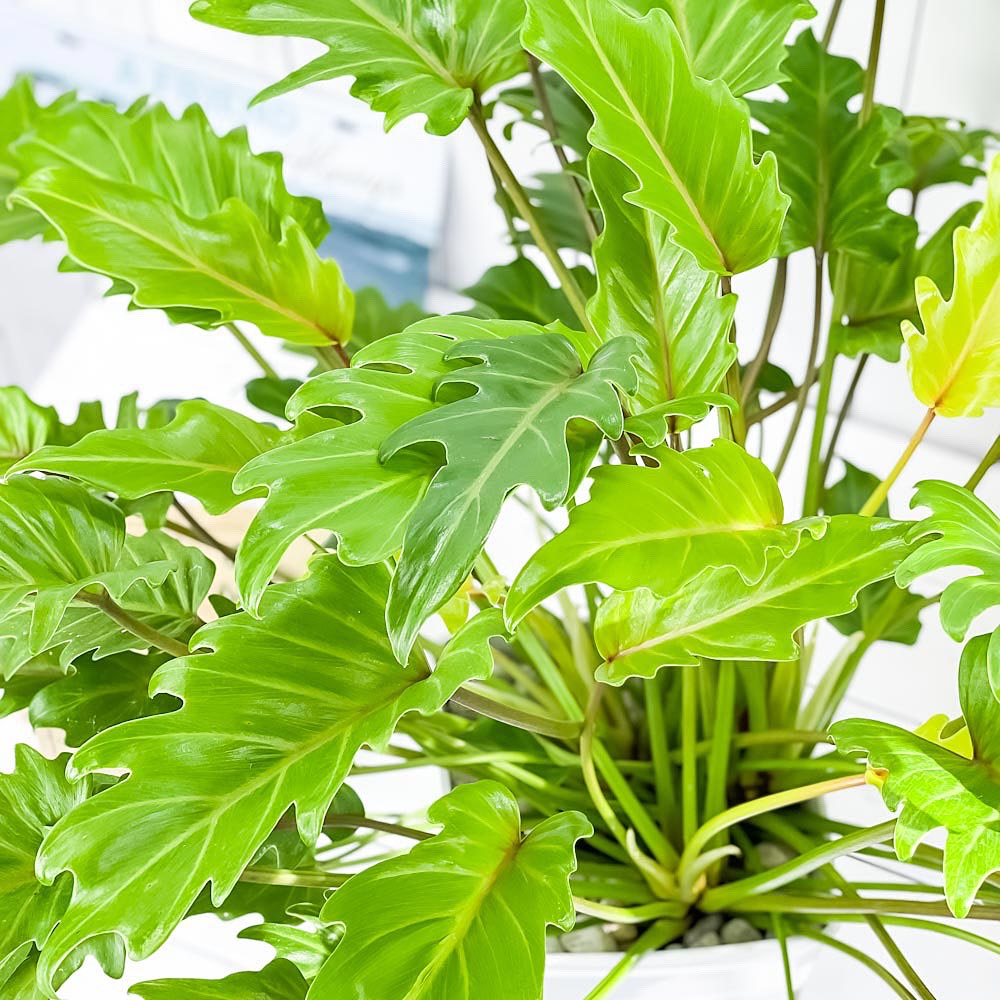 PLANCHU 観葉植物 フィロデンドロン ザナドゥ ライム 7号鉢 受け皿付き 育て方説明書付き Philodendron xanadu cv. クッカバラ アロイド