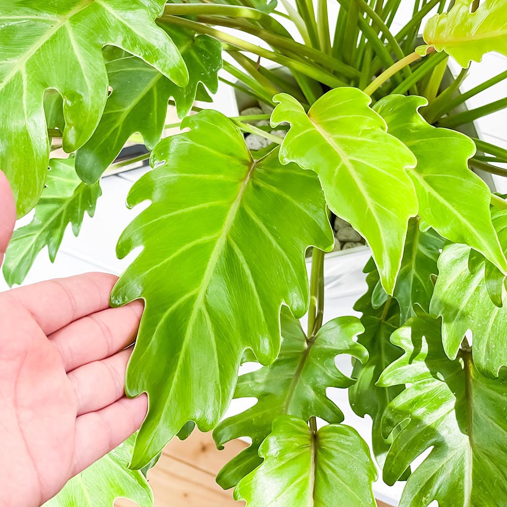 PLANCHU 観葉植物 フィロデンドロン ザナドゥ ライム 7号鉢 受け皿付き 育て方説明書付き Philodendron xanadu cv. クッカバラ アロイド