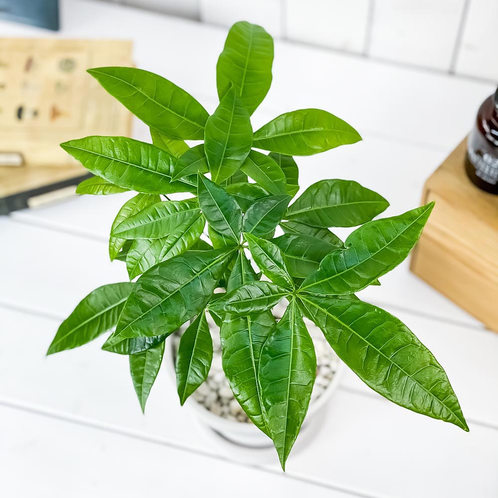 PLANCHU 観葉植物 パキラ ネジリ 5号樹脂鉢 カーヴホワイト サスティー付き 受け皿付き 育て方説明書付き Pachira glabra 発財樹 実生