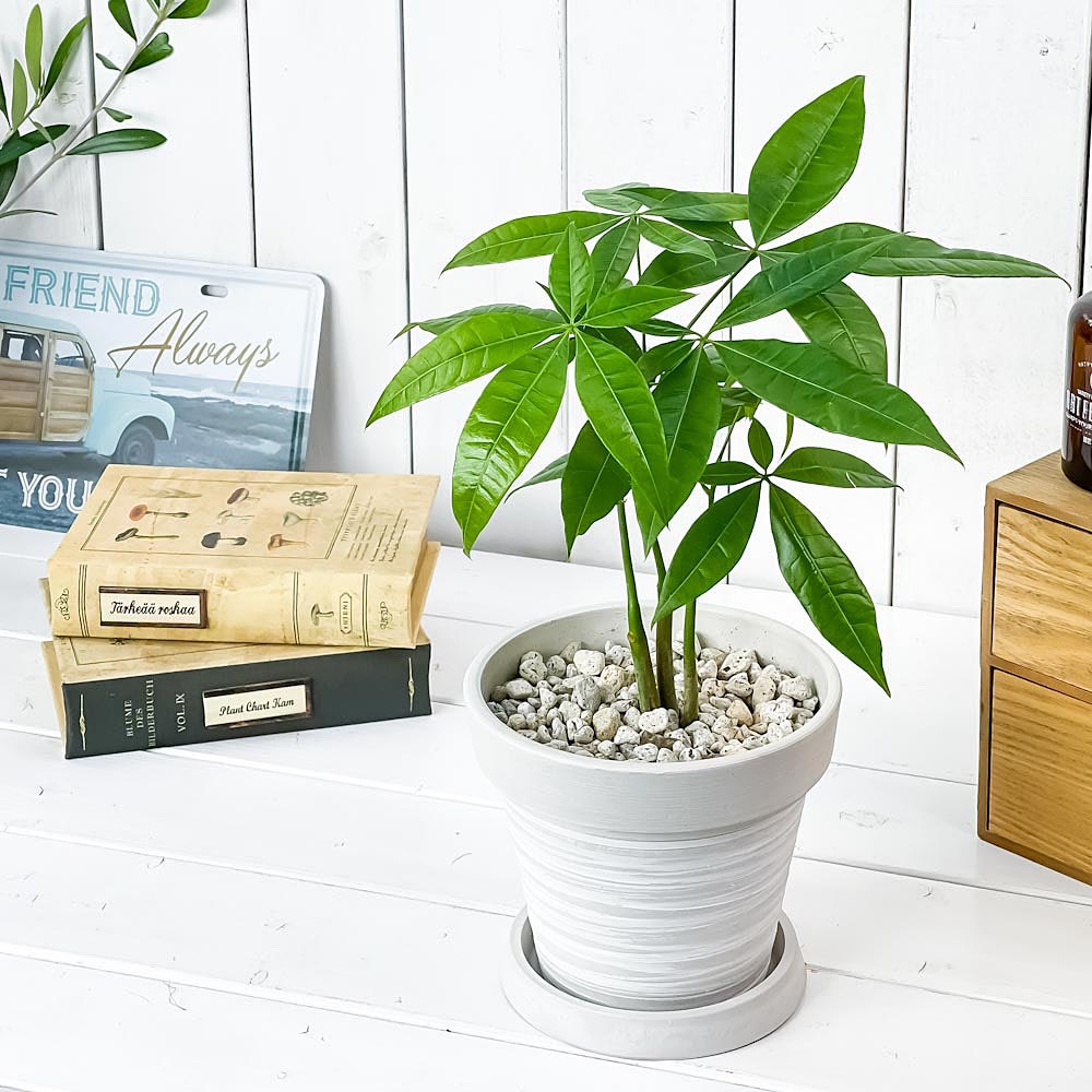PLANCHU 観葉植物 パキラ ストレート 5号樹脂鉢 カーヴホワイト サスティー付き 受け皿付き 育て方説明書付き Pachira glabra 発財樹 実生