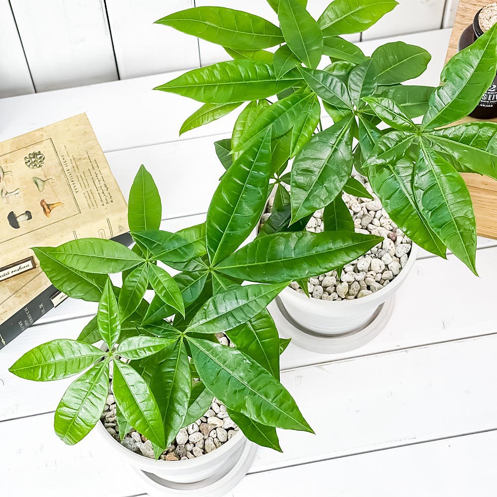 PLANCHU 観葉植物 パキラ ネジリ&ストレート 2鉢セット 5号樹脂鉢 カーヴホワイト サスティー付き 受け皿付き 育て方説明書付き Pachira glabra 発財樹 実生