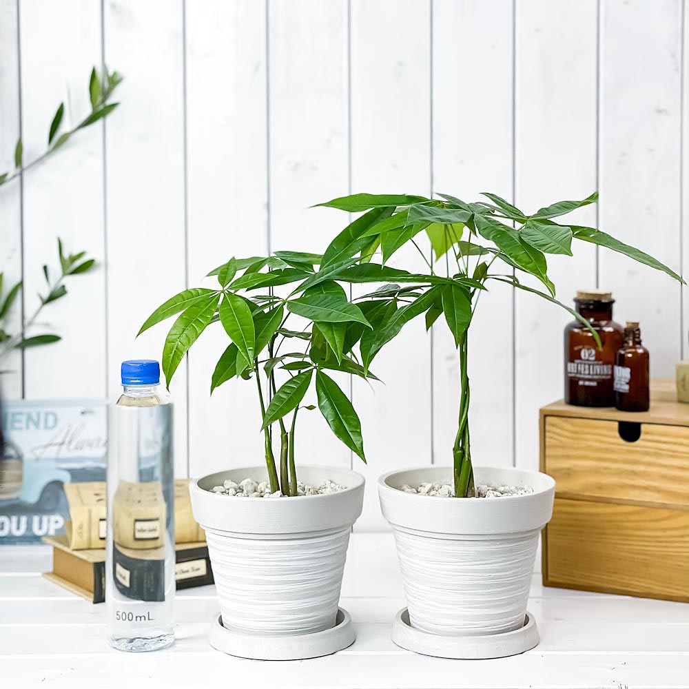 PLANCHU 観葉植物 パキラ ネジリ&ストレート 2鉢セット 5号樹脂鉢 カーヴホワイト サスティー付き 受け皿付き 育て方説明書付き Pachira glabra 発財樹 実生