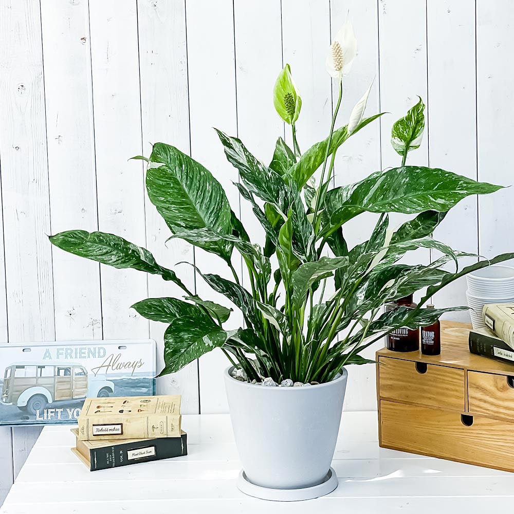 PLANCHU 観葉植物 スパティフィラム ドミノ 7号樹脂鉢 ホワイト 受け皿付き 育て方説明書付き Spathiphyllum ‘Domino’ 斑入り アロイド