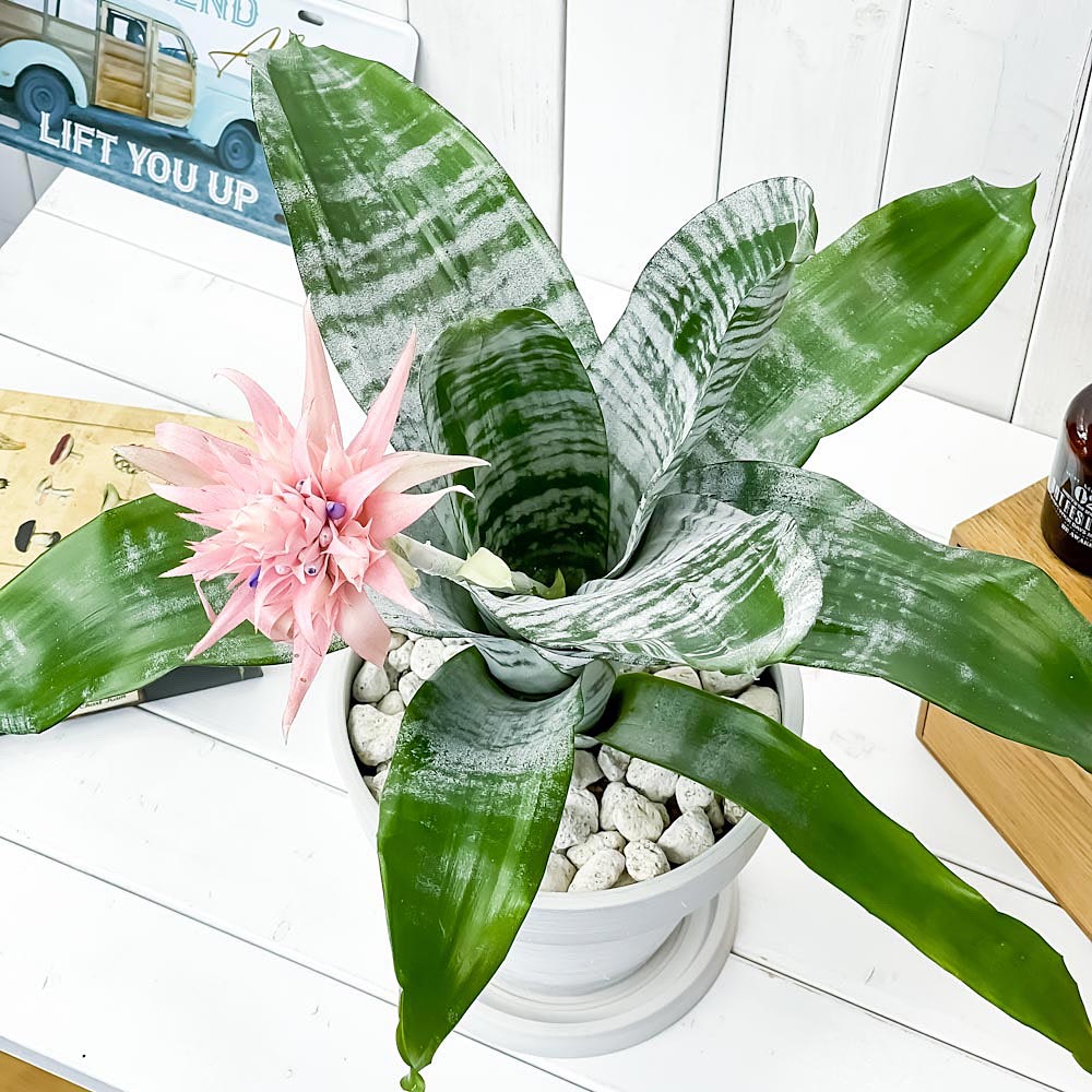 PLANCHU 観葉植物 エクメア ファシアータ 7号樹脂鉢 カーヴホワイト 受け皿付き 育て方説明書付き Aechmea fasciata シマサンゴアナナス ファシャータ ブロメリア