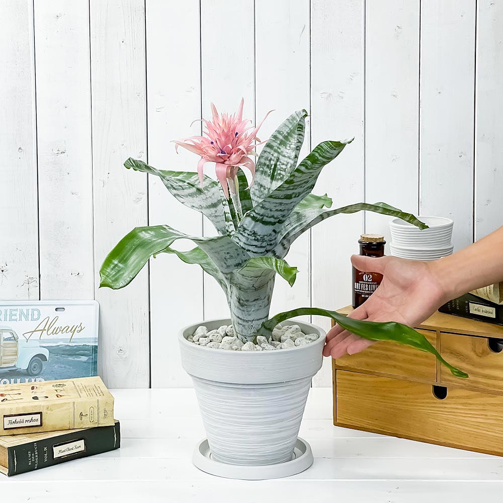 PLANCHU 観葉植物 エクメア ファシアータ 7号樹脂鉢 カーヴホワイト 受け皿付き 育て方説明書付き Aechmea fasciata シマサンゴアナナス ファシャータ ブロメリア