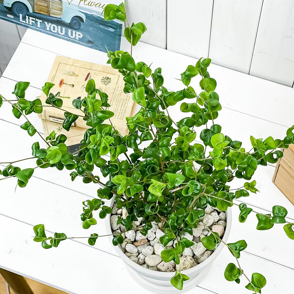 PLANCHU 観葉植物 フィカス ベンジャミン バロック 7号樹脂鉢 カーヴホワイト 受け皿付き 育て方説明書付き Ficus benjamina ‘Barok’ 幸運を呼ぶ木 ゴムノキ ゴムの木