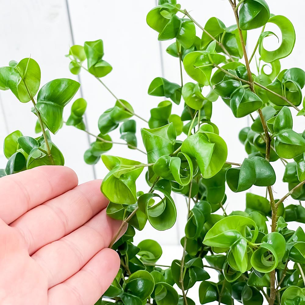 PLANCHU 観葉植物 フィカス ベンジャミン バロック 7号樹脂鉢 カーヴホワイト 受け皿付き 育て方説明書付き Ficus benjamina ‘Barok’ 幸運を呼ぶ木 ゴムノキ ゴムの木