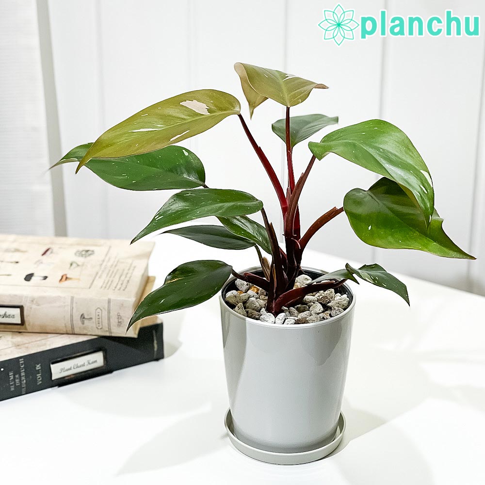 PLANCHU 観葉植物 フィロデンドロン ピンクプリンセス 4号鉢 受け皿付き 育て方説明書付き Philodendron ‘Pink Princess’