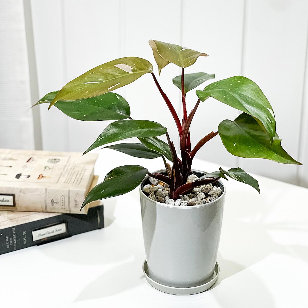 PLANCHU 観葉植物 フィロデンドロン ピンクプリンセス 4号鉢 受け皿付き 育て方説明書付き Philodendron ‘Pink Princess’