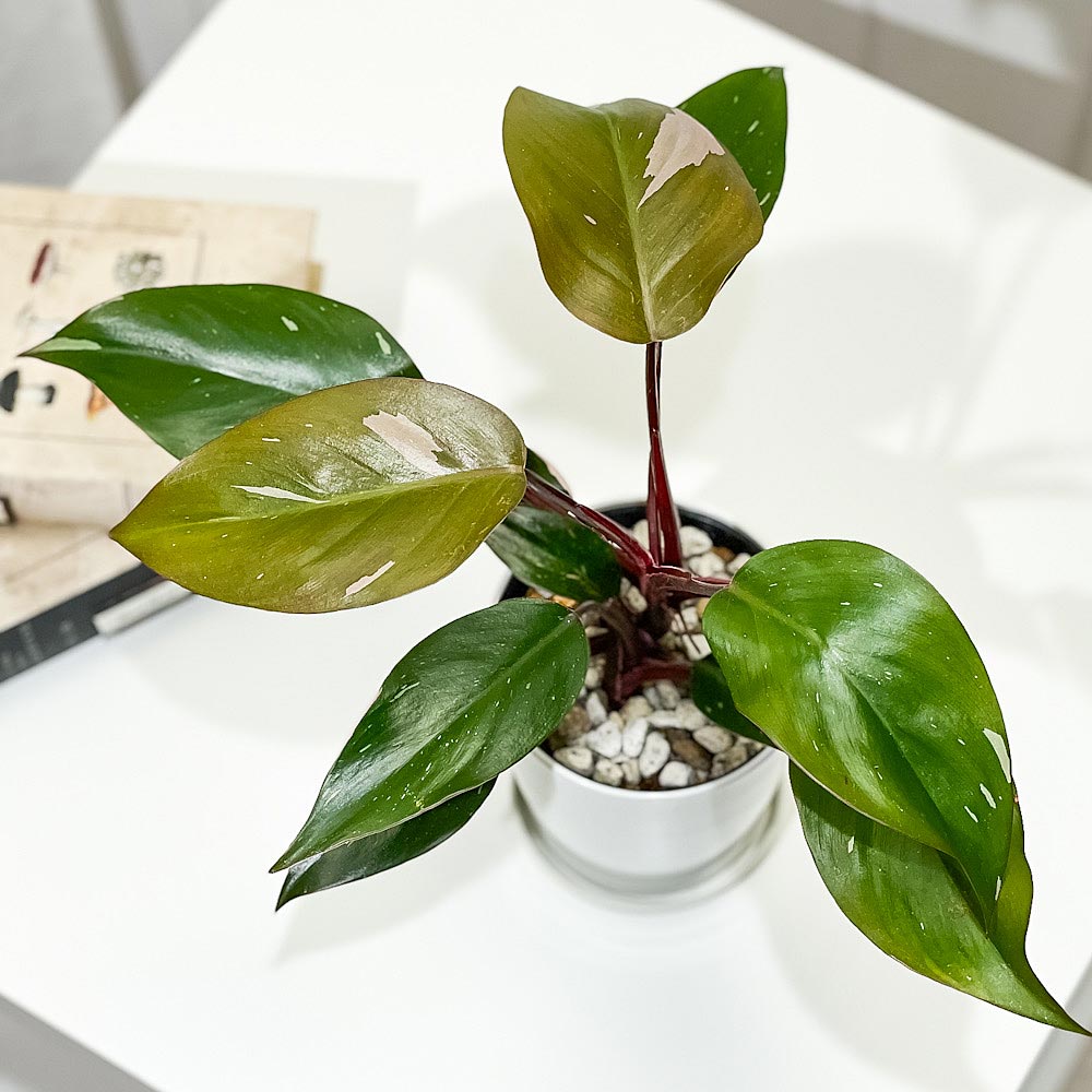 PLANCHU 観葉植物 フィロデンドロン ピンクプリンセス 4号鉢 受け皿付き 育て方説明書付き Philodendron ‘Pink Princess’