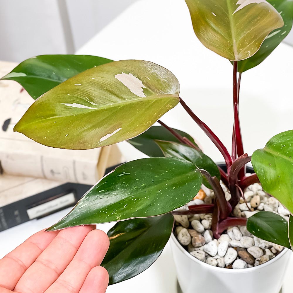 PLANCHU 観葉植物 フィロデンドロン ピンクプリンセス 4号鉢 受け皿付き 育て方説明書付き Philodendron ‘Pink Princess’