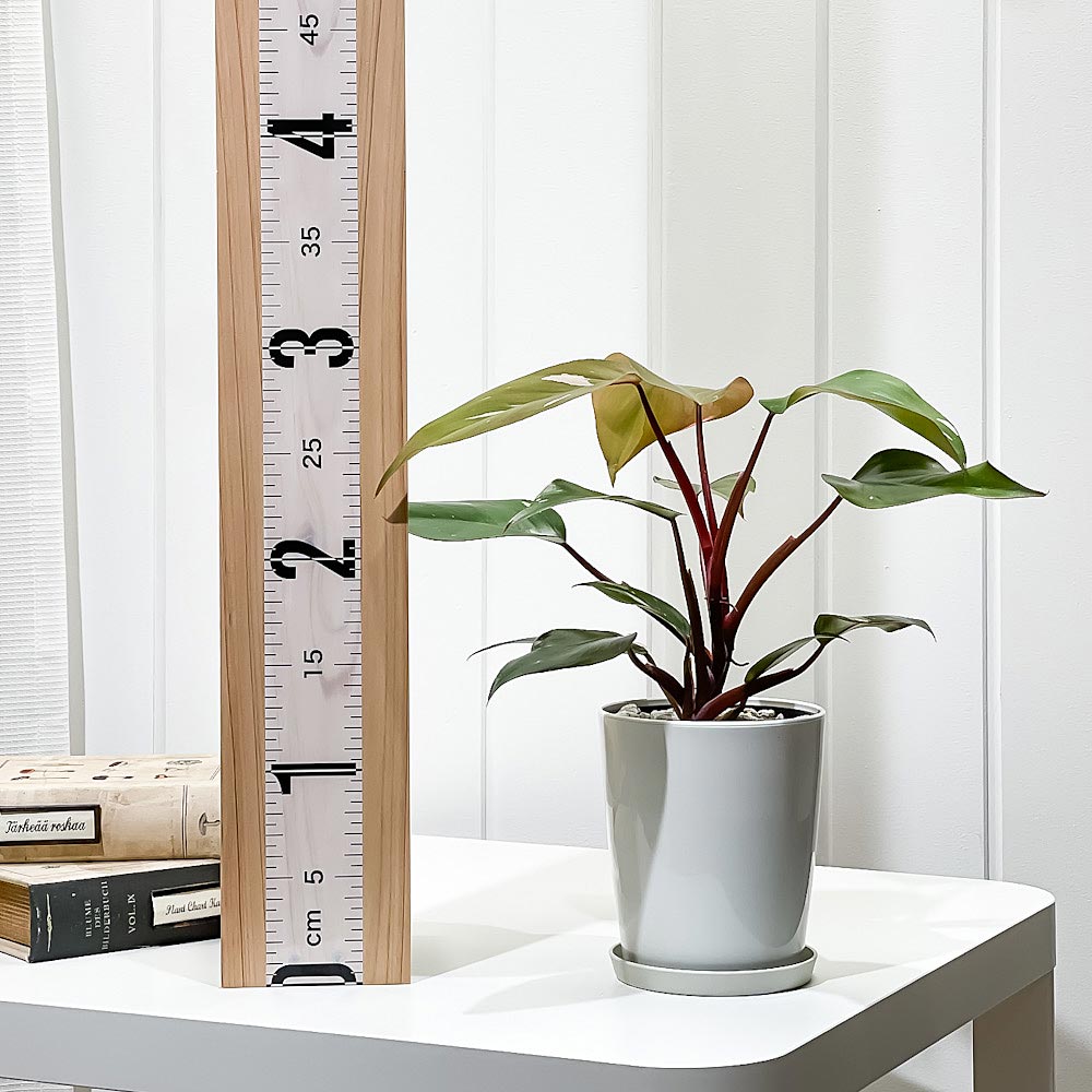 PLANCHU 観葉植物 フィロデンドロン ピンクプリンセス 4号鉢 受け皿付き 育て方説明書付き Philodendron ‘Pink Princess’