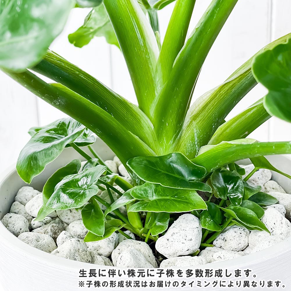 PLANCHU 観葉植物 フィロデンドロン セローム スーパーアトム 7号樹脂鉢 カーヴホワイト 受け皿付き 育て方説明書付き Philodendron selloum cv.