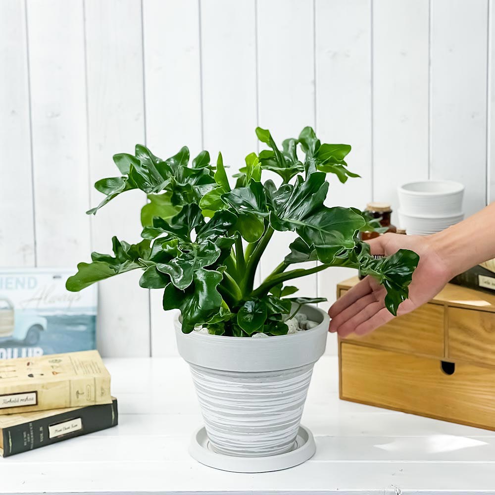 PLANCHU 観葉植物 フィロデンドロン セローム スーパーアトム 7号樹脂鉢 カーヴホワイト 受け皿付き 育て方説明書付き Philodendron selloum cv.