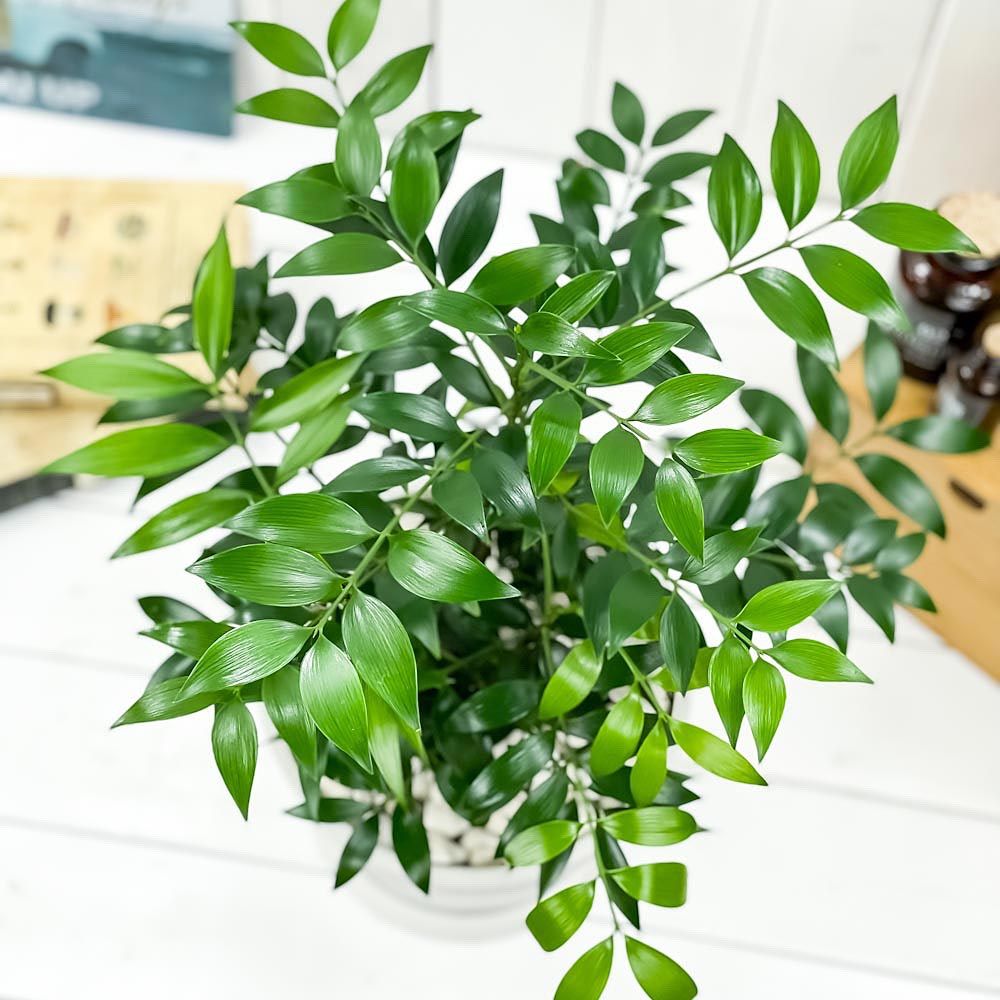 PLANCHU 観葉植物 ナギ 7号樹脂鉢 カーヴホワイト 受け皿付き 育て方説明書付き Nageia nagi 梛 神の宿る木 幸せを呼ぶ木 縁結びの木 夫婦円満の木