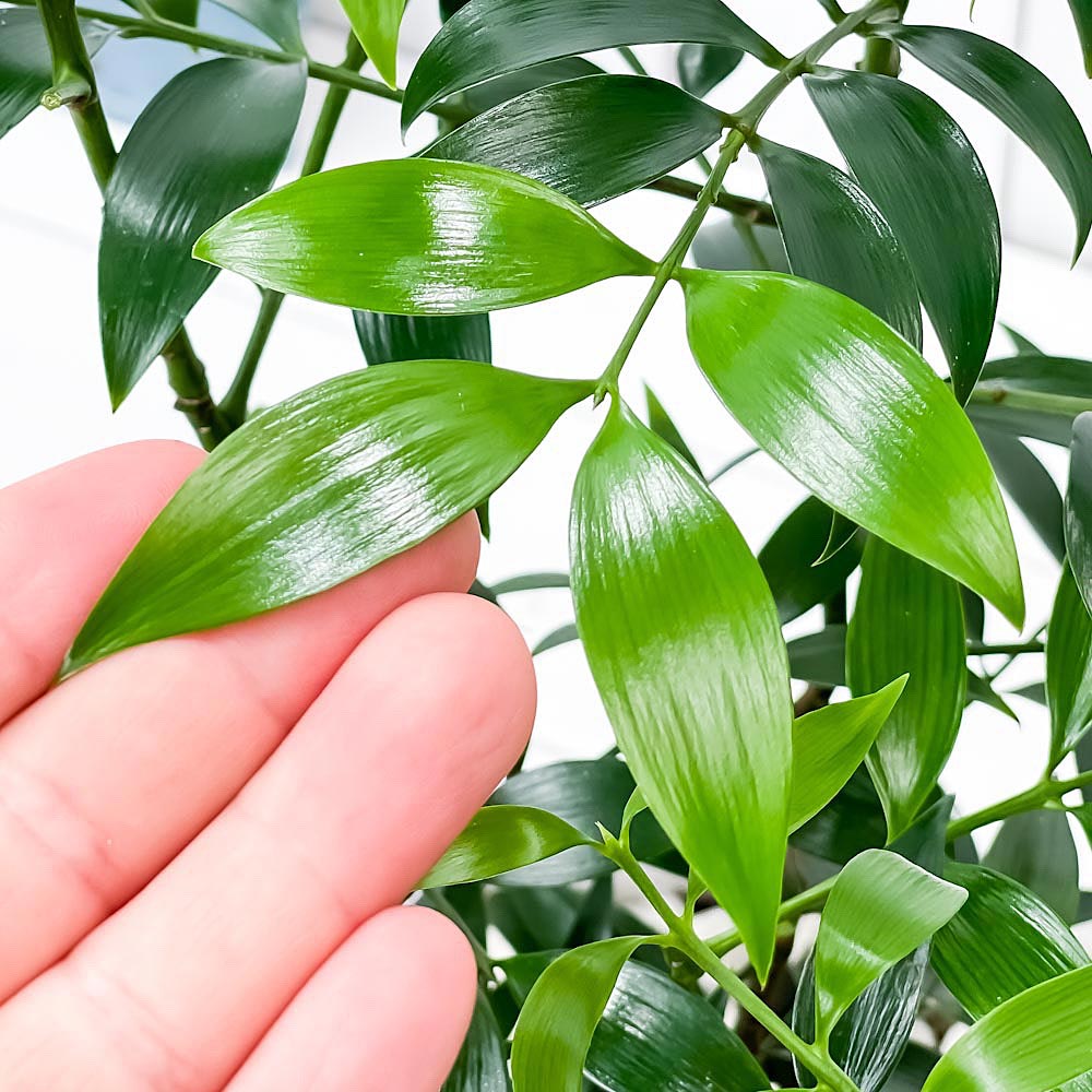 PLANCHU 観葉植物 ナギ 7号樹脂鉢 カーヴホワイト 受け皿付き 育て方説明書付き Nageia nagi 梛 神の宿る木 幸せを呼ぶ木 縁結びの木 夫婦円満の木
