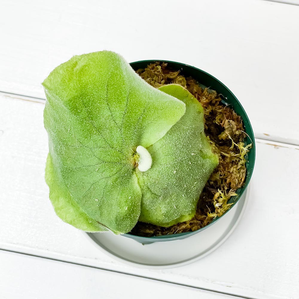 PLANCHU 観葉植物 ビカクシダ アンティス 3号鉢 受け皿付き 育て方説明書付き Platycerium ‘Antis’ プラティケリウム コウモリラン シダ